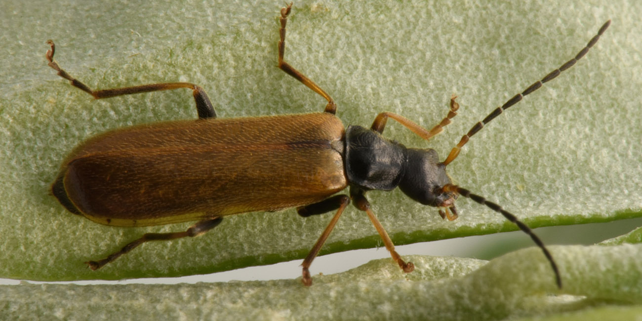 Cantharidae: Rhagonycha fuscitibia